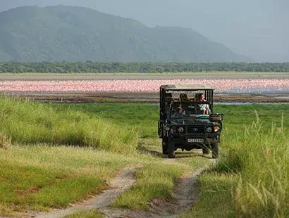 flamingo-viewing