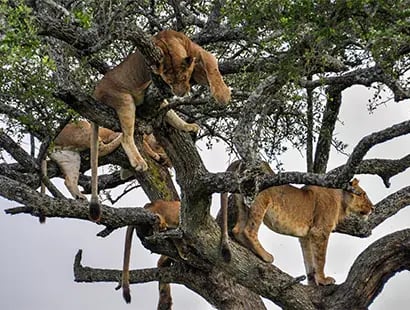 tree-climbing-lions