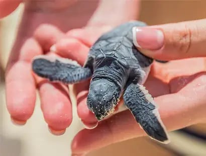 turtle-viewing