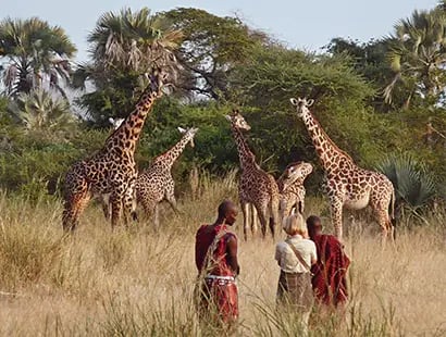 walking-safari